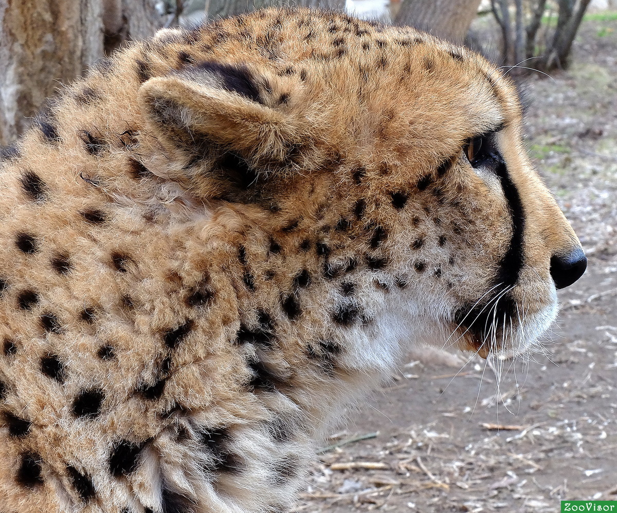  - Acinonyx jubatus- Cheetah